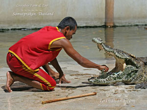 تایلند / بانکوک / مزرعه تمساح ها(Thailand / Bangkok / Crocodile Farm bangkok)