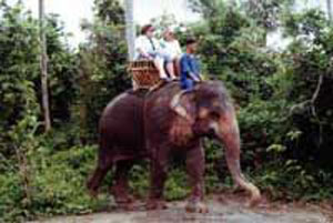 تایلند / پوکت / فيل سواري در تنداب در جزيره(Thailand / Phuket / Phuket Elephant Trekking)
