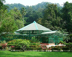 ,مالزی / پنانگ / پارك گياه شناسي(Malaysia / Penang / penang Botanic garden),گیاهان استوایی با رنگهای مختلف در باغی به وسعت 30 هکتار و آبشاری زیبا که در سال 1884 بنا شده,